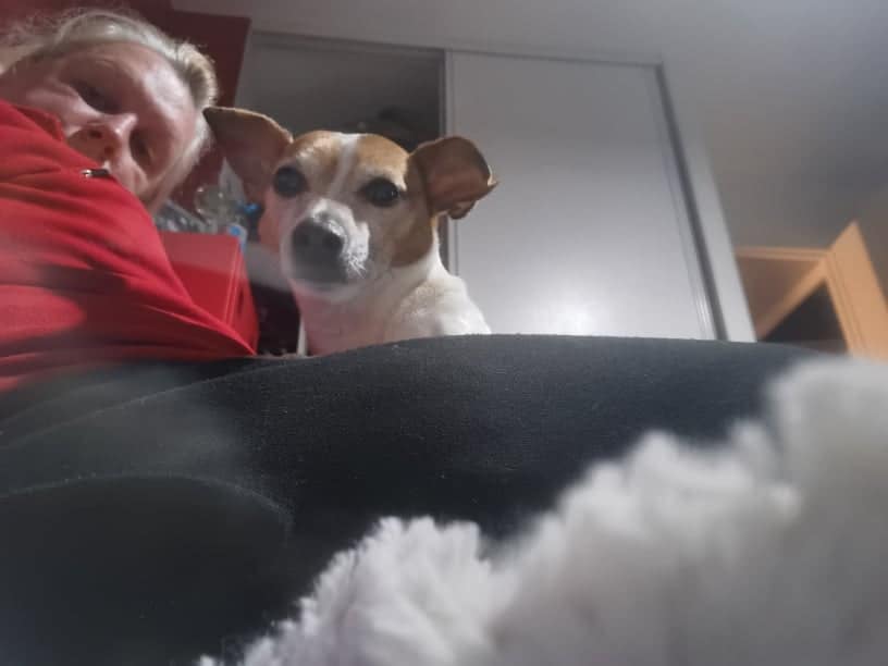 Snickerdoodle cherche sa famille pour toujours