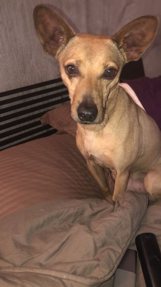 Willie dans sa famille d'accueil en attendant son adoption